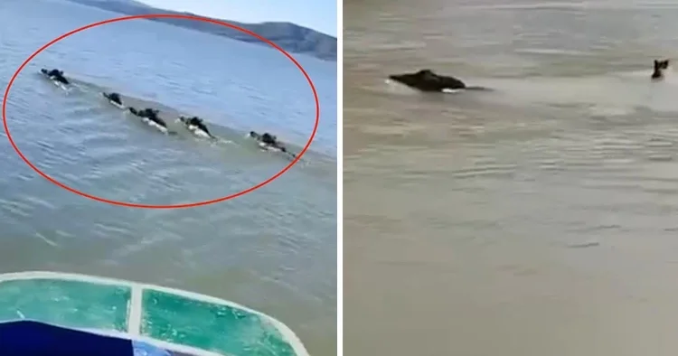 Diyarbakır da teknedeki balıkçı kayda aldı: Sürü halinde yüzüp karşıya geçtiler