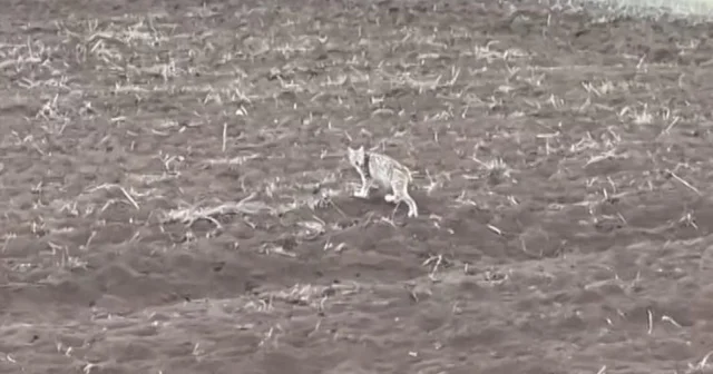 Arazide tek başına yürüyen yavru vaşak, sürüden ayrılan pengueni hatırlattı Sivas Haberleri