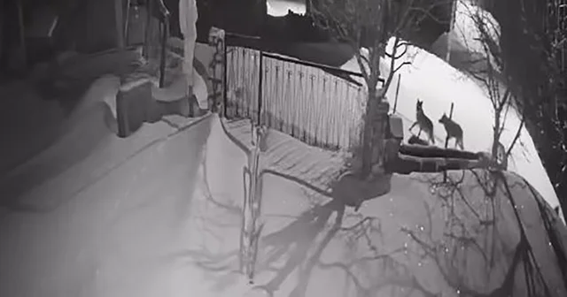 Artvin de aç kalan kurt sürüsü yerleşim alanına indi Artvin Haberleri