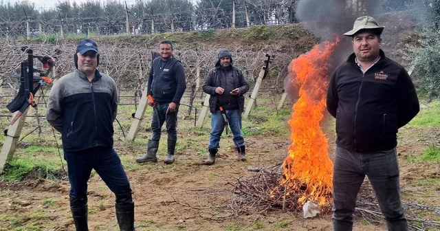 Üzüm bağlarında zorlu budak mesaisi Manisa Haberleri