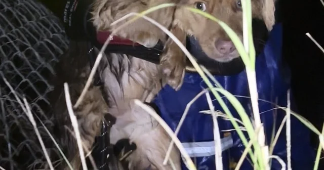 Manisa daki selde kurtarılan 3 köpek, Bursa da tedaviye alındı Bursa Haberleri