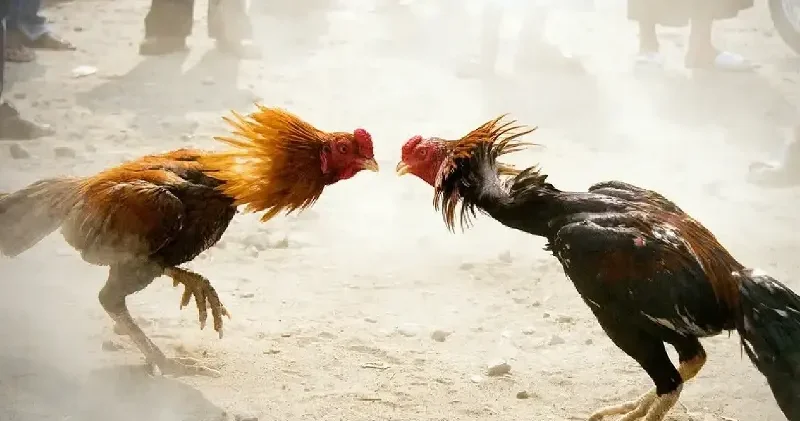 Horoz dövüştüren 76 kişiye rekor ceza Hatay Haberleri