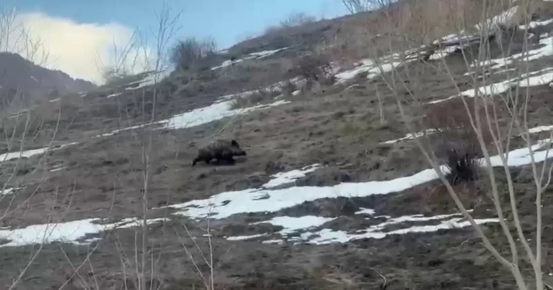 Erzurum’da yavru yaban domuzu sürüsünü arıyor