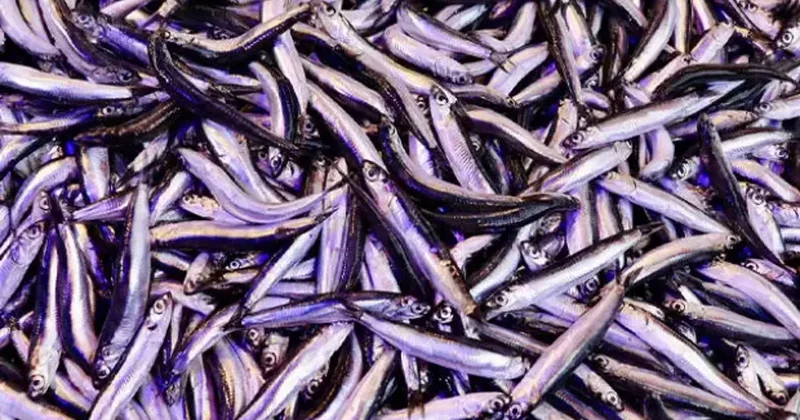 Trabzon da ramazanda balığa olan ilgi devam ediyor