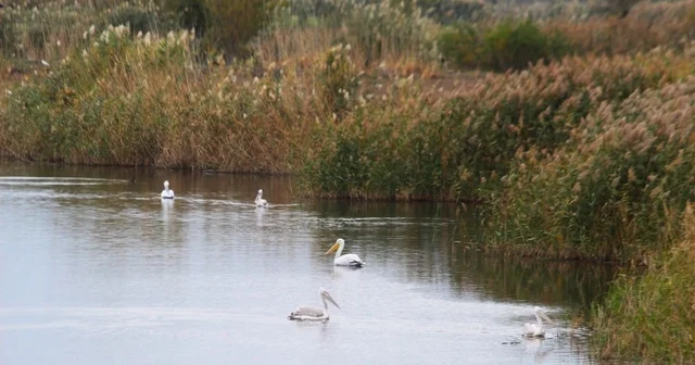 EKODOSD Başkanı Sürücü: Söke Ovası antik dönemdeki deniz görünümüne döndü Aydın Haberleri
