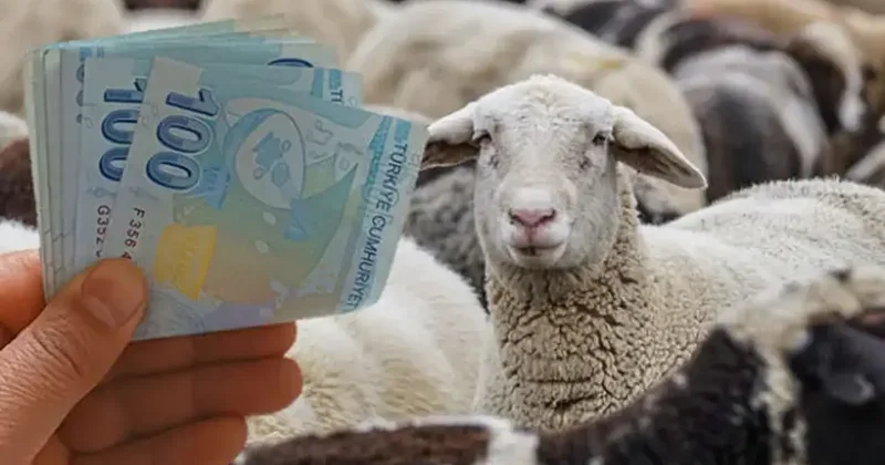 Küçükbaş hayvan desteği ne zaman verilecek? Takvim açıklandı!