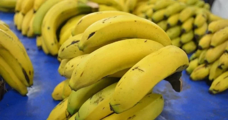 Boyu 14 santimetreden küçük olan muzları ülkeye sokmayacaklar Sözcü Gazetesi