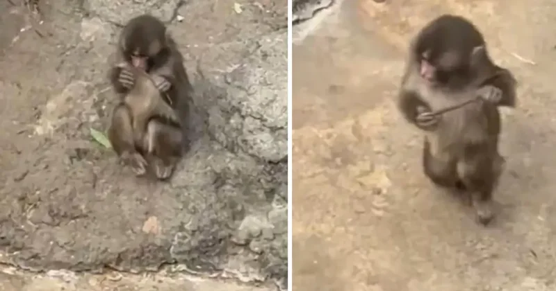 Maymun Punch peluş oyuncağını bıraktı, yerine bakın ne aldı