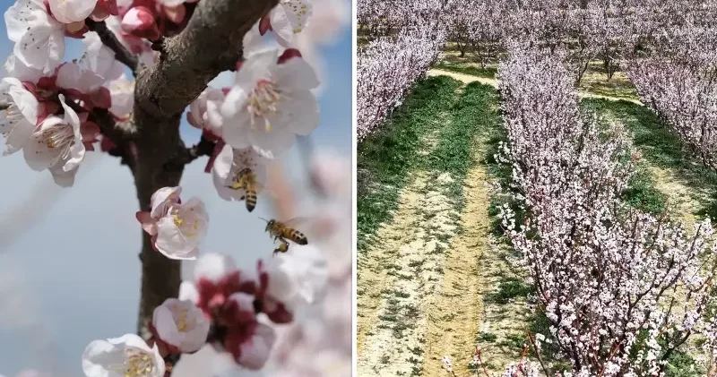 Mersin de hava sıcaklığı 19 dereceye çıktı: Kayısı ağaçları çiçeklendi Aktüel Haberleri