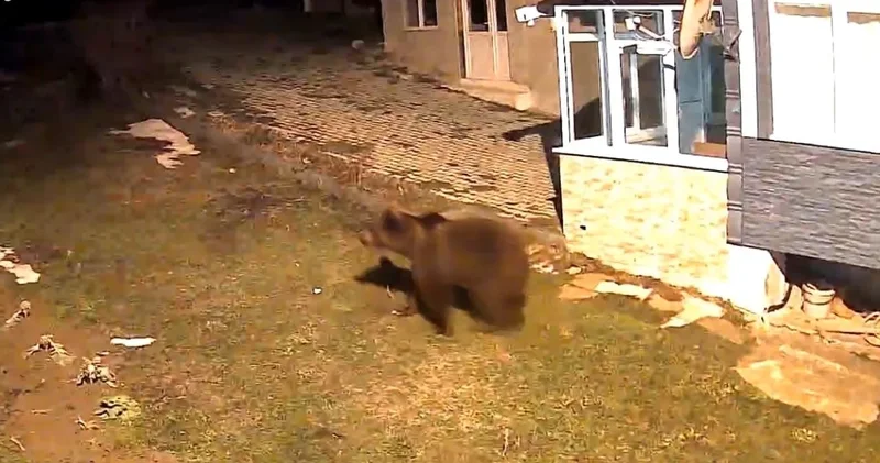 Evin bahçesine giren ayı kamerada