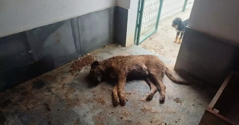 Bucak Belediyesi Sokak Hayvanları Bakımevi ndeki feci görüntülerin ardından o personeller görevden alındı