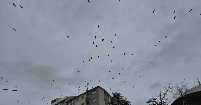 Leyleklerin gökyüzündeki dansı görsel şölen oluşturdu Eskişehir Haberleri