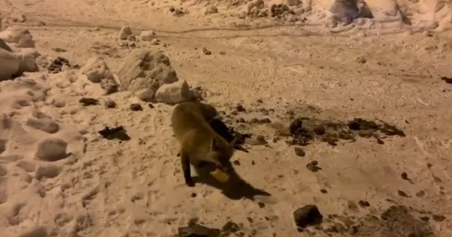 Ardahan da bir adam, her gün evinin önüne gelen tilkiyi besliyor Ardahan Haberleri