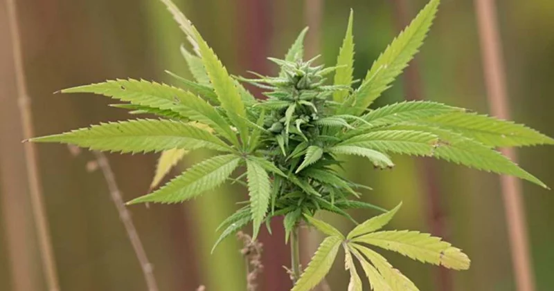 Bakanlık duyurdu: Kenevir düzenlemesi geliyor