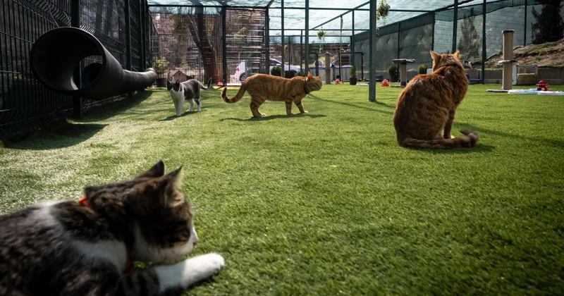 TBMM, yerleşkesindeki kedilere sahip çıktı