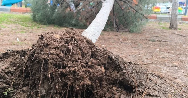 Gercüş te sağanak ve rüzgar: Yollar suyla doldu, ağaçlar devrildi Batman Haberleri