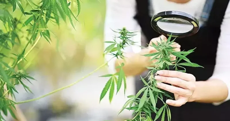 Kenevir üretiminde yeni dönem: Kota ve denetim esaslı model devreye girdi