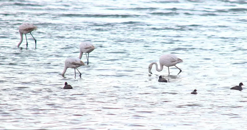 Flamingolar Van Gölü Havzası’na geri döndü