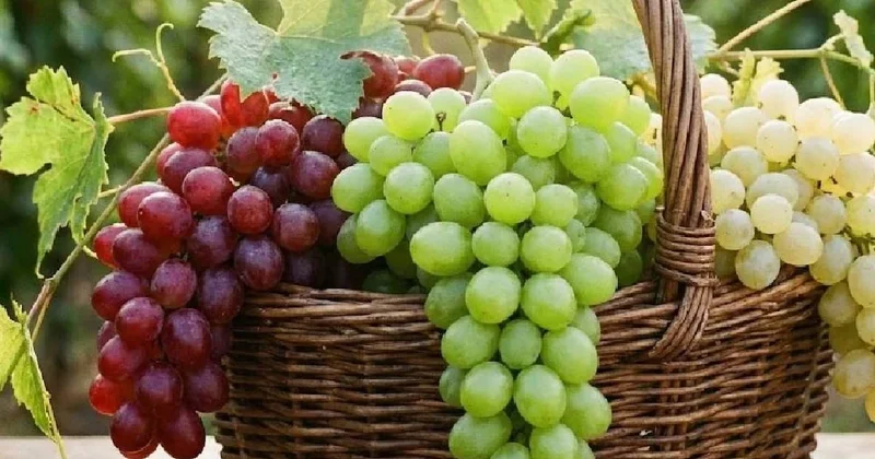 Türkiye dünya devleri arasında: Üzüm üretim rakamları belli oldu Sözcü Gazetesi