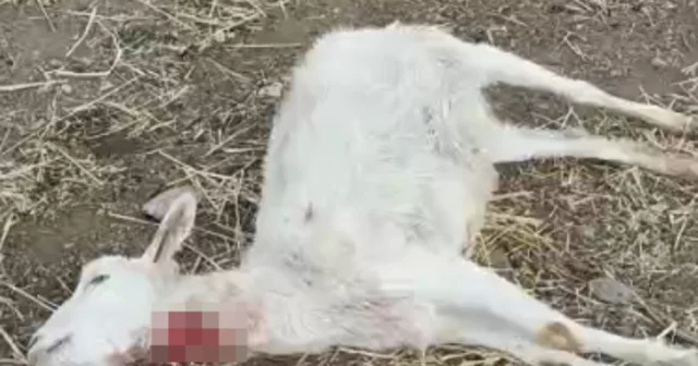 Kayseri de yabani hayvanların saldırısına uğrayan 11 keçi öldü Kayseri Haberleri