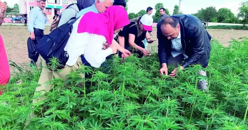 Kenevirde yeni ekonomi modeli Ekonomi Haberleri