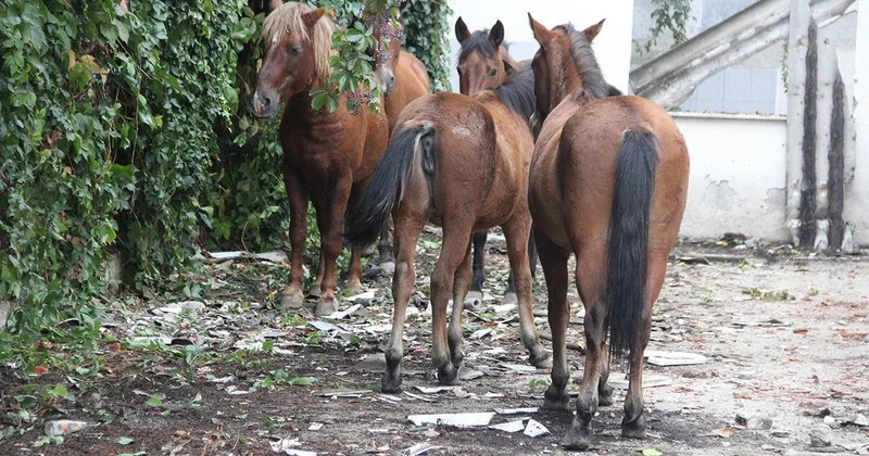 Atlara eziyet eden 2 zanlı bir ay hayvan barınağında çalışacak