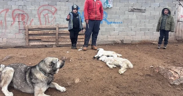Kuzular belirti göstermeden bir anda telef oluyor Erzincan da besiciler bilmedikleri hastalık nedeniyle endişeli: 2 haftada 50 den fazla kuzu telef oldu Erzincan Haberleri
