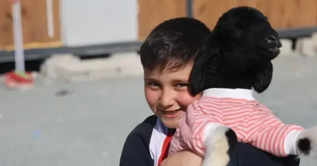 Elbiseli kuzu görenleri gülümsetiyor: Yavru Boncuk mahallenin maskotu oldu VİDEO İZLE