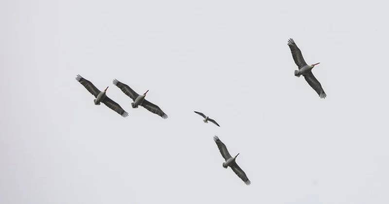 Dünyanın uçabilen en ağır kuşu Türkiye de görüntülendi Sözcü Gazetesi