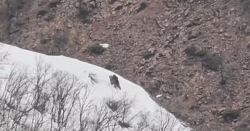 Pülümür Vadisi’nde oyun oynayan ayılar görüntülendi