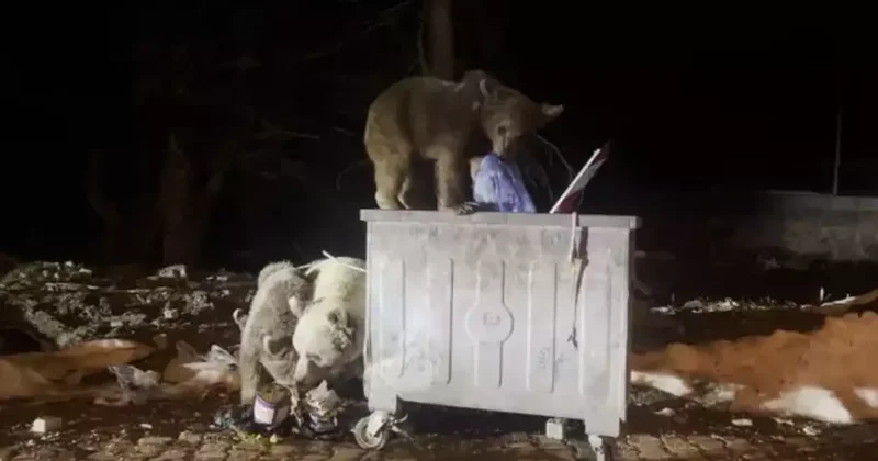 Uludağ’da kış uykusundan uyanan ayı ailesi görüntülendi