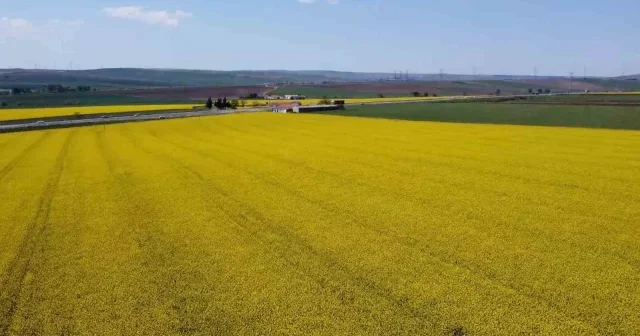 Tekirdağ sarıya büründü: Kanola tarlaları kartpostallık manzaralar oluşturdu VİDEO İZLE