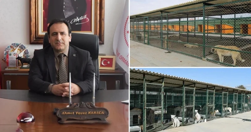 1 milyon 250 bin sokak köpeğinin yüzde 78 i toplandı: Beş yıl sonra bu sorun kalmayacak Gündem Haberleri