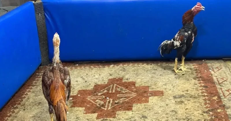 Kars ta horoz dövüştürüp bahis yapan 23 kişi yakalandı