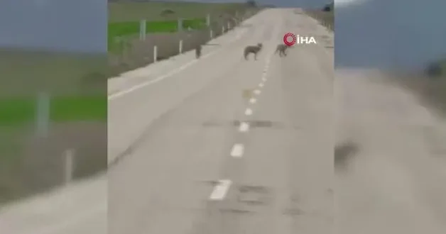 Erzincan da dikkat çeken manzara: Kurtlar yolda cirit attı