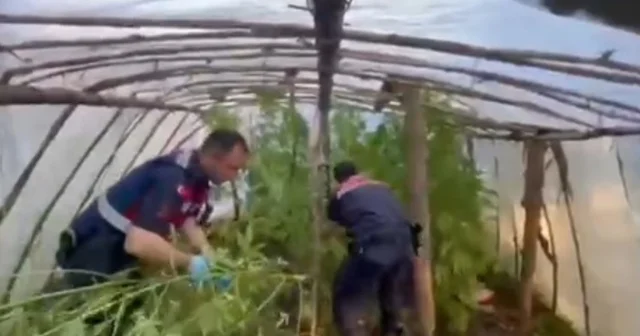Serayı uyuşturucu tarlasına çevirmiş Serada 11 kilogram skunk ve 105 kök skunk bitkisi ele geçirildi Antalya Haberleri