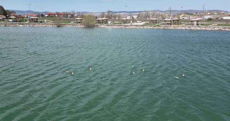 Sivas ta ilk defa 8 tane birden görüntülendi: Sevinçle karşıladılar