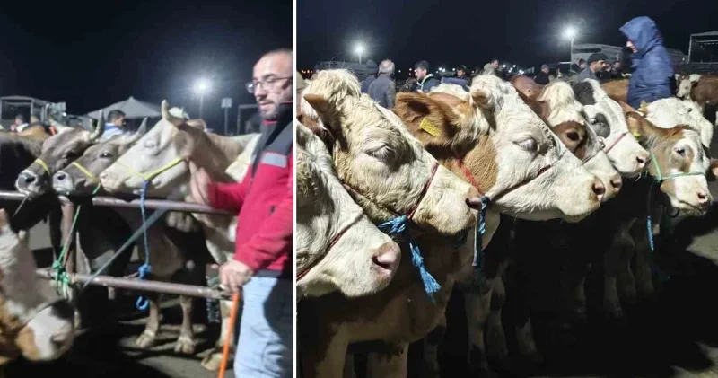 İç Anadolu nun en büyük hayvan pazarında yoğun mesai: Kurbanlık hisseleri ne kadar? Türkiye Ekonomisi Haberleri