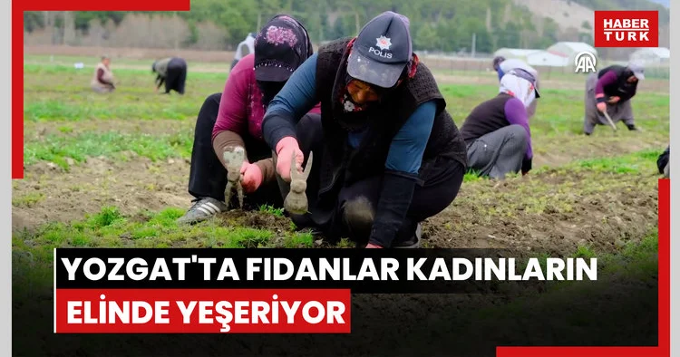 Yozgat ta fidanlar kadınların elinde yeşeriyor