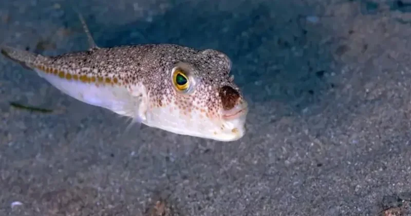 50 milyonluk ölümcül balık istilası kapıdan döndü!