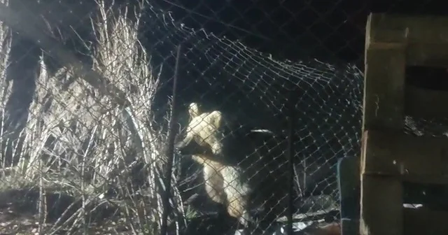 Bayburt ta şantiye alanına inen ayı vatandaşın sesini duyunca böyle kaçtı Bayburt Haberleri