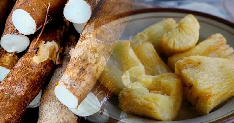 500 milyondan fazla kişi ekmek yerine bunu yiyor: Çiğ yiyene zehir oluyor Sözcü Gazetesi