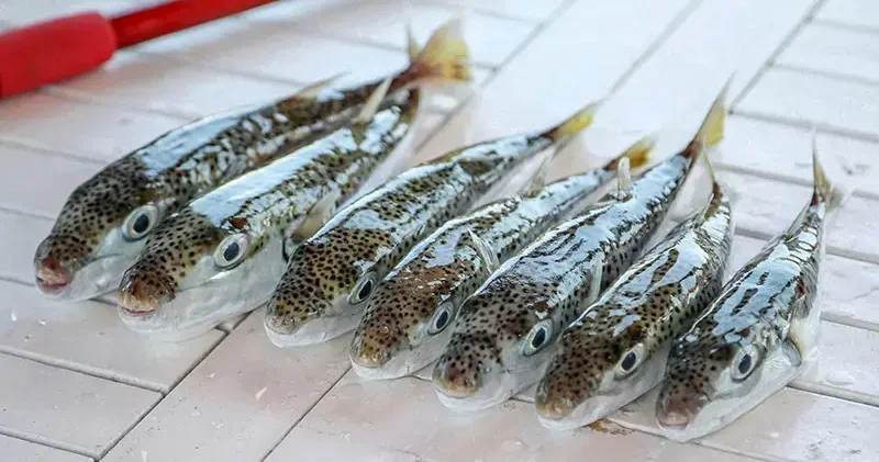 6 yılda 665 bin balon balığı yakalandı, 50 milyon bireyin sisteme girişi önlendi