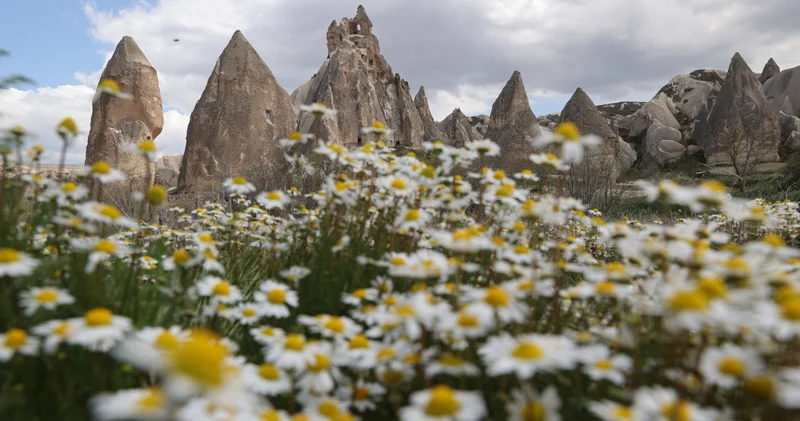 Kapadokya da peribacaları baharda çiçeklerle buluştu