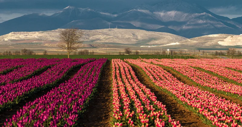 Karaman’da lale bahçeleri ziyarete açıldı