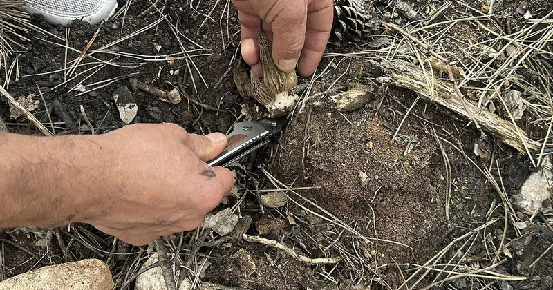 Yanan ormanlık alanda kuzugöbeği mantarı bolluğu: Köylülerin gelir kaynağı oldu