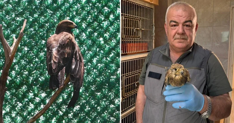 Göç yolunda zorlanan kuşlar Hatay’da şifa buluyor Hatay Haberleri