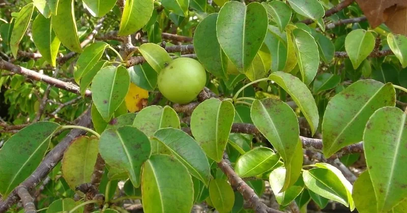 Bu ağacın meyvesine sakın aldanmayın: Çok zehirli Sözcü Gazetesi