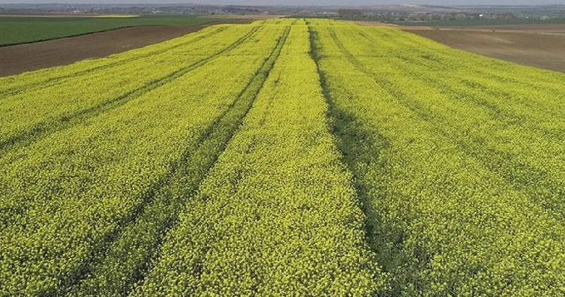 Çiftçiler o ürüne yöneldi, talep patladı: Hasat beklentisi çok yüksek Sözcü Gazetesi