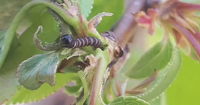 Salihli de üreticiye kritik uyarı! Meyve ağaçlarında hastalık alarmı Manisa Haberleri